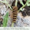 melitaea trivia talysh larva 1